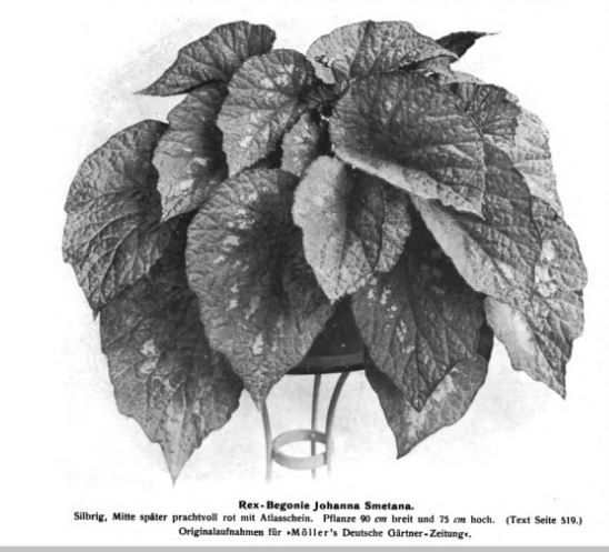 B. ‘Johanna Smetana’